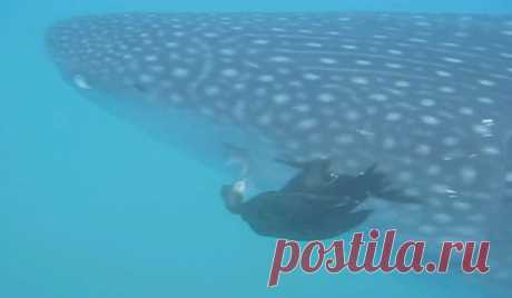 Баклан ловит рыбу на теле акулы: видео — National Geographic Россия