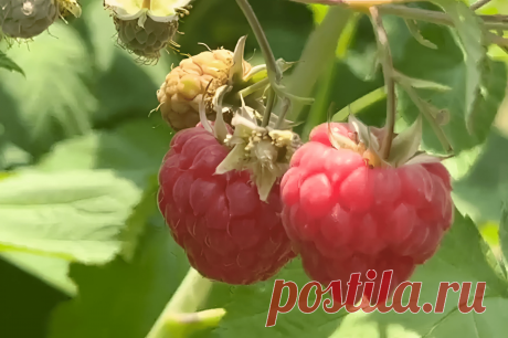 Обрезка малины: важные шаги правильной обрезки малины &amp;#8211; Agro-Info