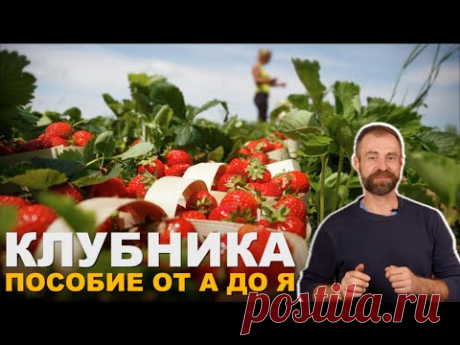 Календарь ухода за клубникой на весь сезон.