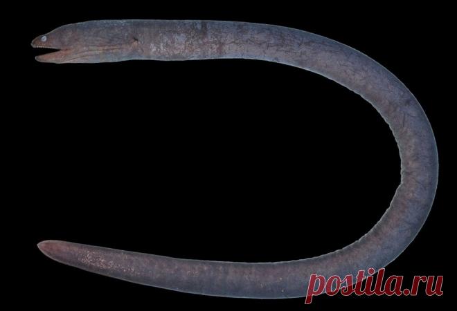 1-1-25--МУРЕНА ГАДЕСА: кто это и что в ней особенного - ЖИВЁТ В ВОДОЁМАХ,СЛАБО ВИДИТ,СКРЫВАЕТСЯ ОТ СВЕТА.