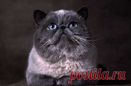 ˙˙·٠•● ☆ Official Public Page Кот экзот Sancho☆