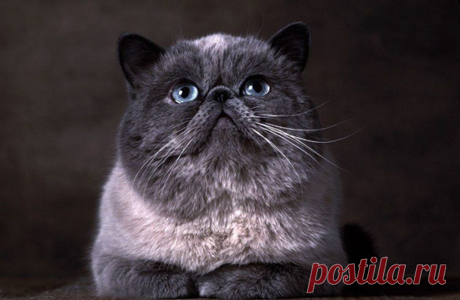 ˙˙·٠•● ☆ Official Public Page Кот экзот Sancho☆