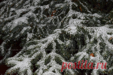 A coniferous tree covered in snow in dark cold winter night. Nature background. Стоковое фото, фотограф Ilaronsia / Фотобанк Лори