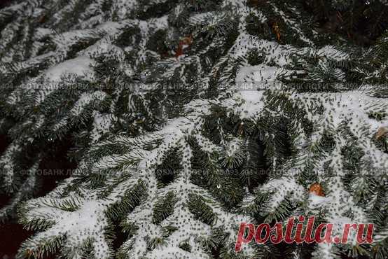A coniferous tree covered in snow in dark cold winter night. Nature background. Стоковое фото, фотограф Ilaronsia / Фотобанк Лори