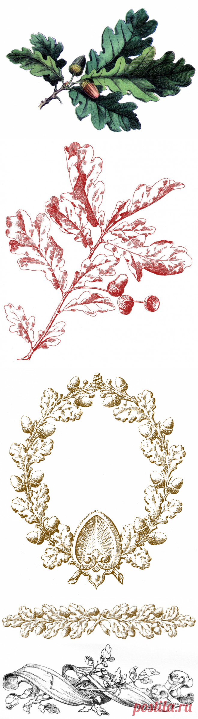 16 изображений дубовых листьев с желудями - Фея графики