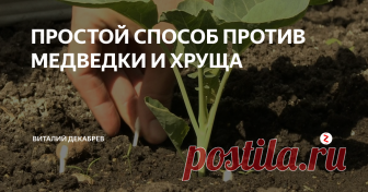 ПРОСТОЙ СПОСОБ ПРОТИВ МЕДВЕДКИ И ХРУЩА  Погибла рассада огурца. Кто-то погрыз. Такое бывает, либо медведка завелась, возможно хрущ проснулся и захотел кушать, а может и еще кто-то завелся.