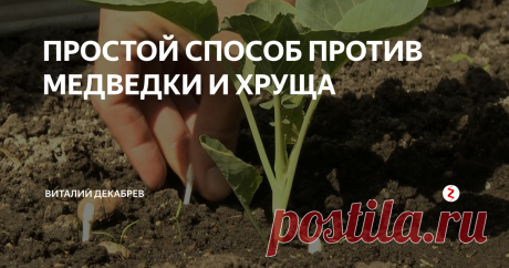 ПРОСТОЙ СПОСОБ ПРОТИВ МЕДВЕДКИ И ХРУЩА  Погибла рассада огурца. Кто-то погрыз. Такое бывает, либо медведка завелась, возможно хрущ проснулся и захотел кушать, а может и еще кто-то завелся.
