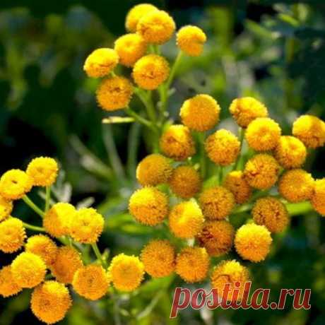 Народные рецепты лечения пижмой