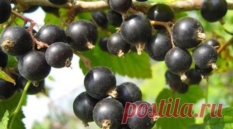 Размножение черной смородины черенками — Ⴚα∂ ℨα୮০τ০Ᏸҡα