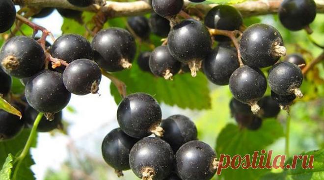 Размножение черной смородины черенками — Ⴚα∂ ℨα୮০τ০Ᏸҡα