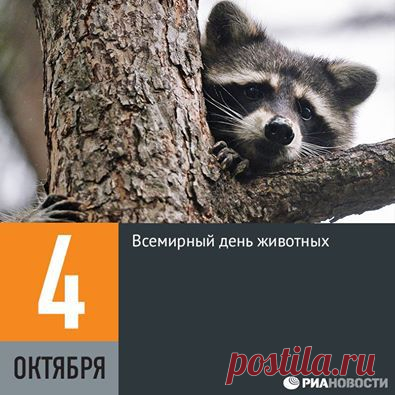 (1) Facebook
4 октября во всем мире отмечается День защиты животных. Дата праздника была выбрана в память о католическом святом Франциске Ассизском, который считается покровителем животных, а сам праздник был учрежден аж в 1931 году. Цель праздника — обратить внимание человечества на проблемы остальных обитателей планеты, причем не только диких, но и домашних.