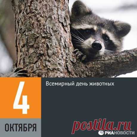 (1) Facebook
4 октября во всем мире отмечается День защиты животных. Дата праздника была выбрана в память о католическом святом Франциске Ассизском, который считается покровителем животных, а сам праздник был учрежден аж в 1931 году. Цель праздника — обратить внимание человечества на проблемы остальных обитателей планеты, причем не только диких, но и домашних.