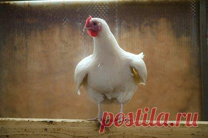 Курица поселилась в подъезде московского дома