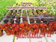 Методы выращивания рассады,секреты красивой цветочной рассады