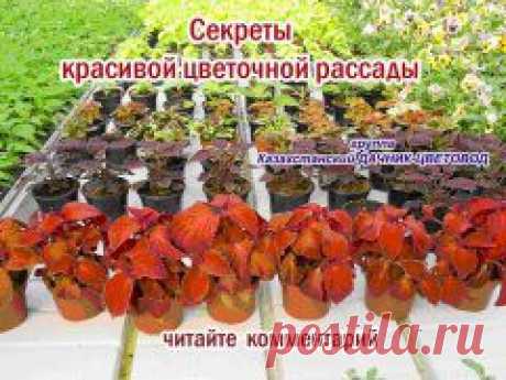 Методы выращивания рассады,секреты красивой цветочной рассады