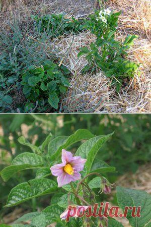 Секретные технологии выращивания картошки