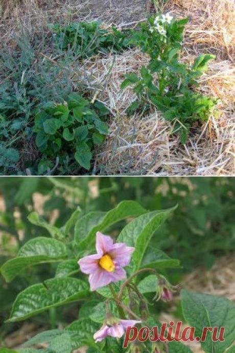 Секретные технологии выращивания картошки