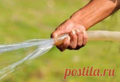 Правильный полив овощей

У правильного полива три основных условия: своевременность, регулярность, норма. Как их надо применять для разных овощей летом?

Полив огурцов сверху или в бороздку

Корни огурцов слабые и располагаются в поверхностном слое почвы, который быстро иссушается. К тому же у растений большие листья, они испаряют много воды. Поэтому огурцы поливают часто и методом дождевания.

Впрочем, чтобы корни глубже ушли в почву, растения до появления бутонов можно в...