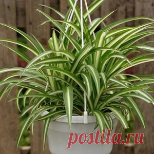 Хлорофитум: растение с поистине удивительными свойствами, буквально творит чудеса! - МирТесен