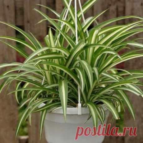 Хлорофитум: растение с поистине удивительными свойствами, буквально творит чудеса! - МирТесен