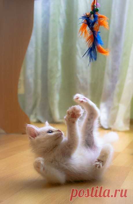 Cyoot Kitteh of teh Day: Feather Fun - Cheezburger