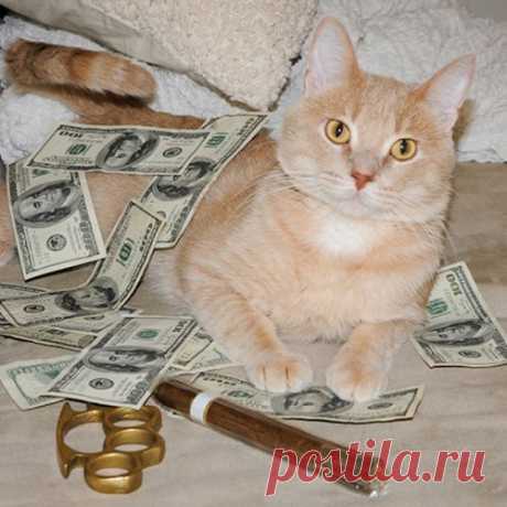 Котяры-гангстеры