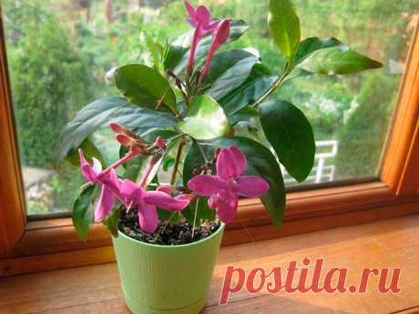 Комнатное растение Псевдэрантемум (Pseuderanthemum). Само название рода, образованное с помощью латинского слова pseudo - "ложный", намекает на сходство этих растений с эрантемумами. Псевдэрантемумы выращивают, как правило, ради их красивых декоративных листьев. Цветение в комнатных условиях происходит редко.