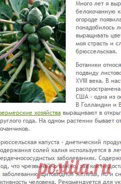 Как вырастить брюссельскую капусту