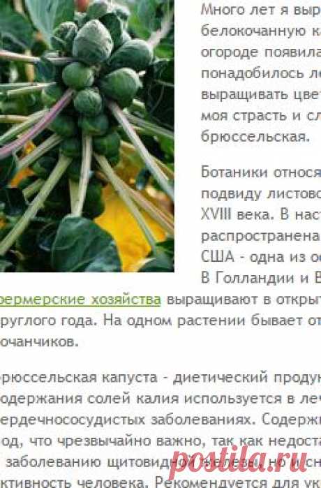Как вырастить брюссельскую капусту