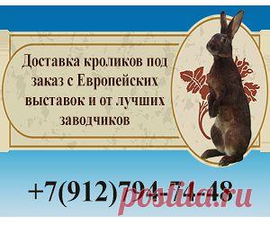 Племенные кролики из Европы. Лучшие породы на заказ