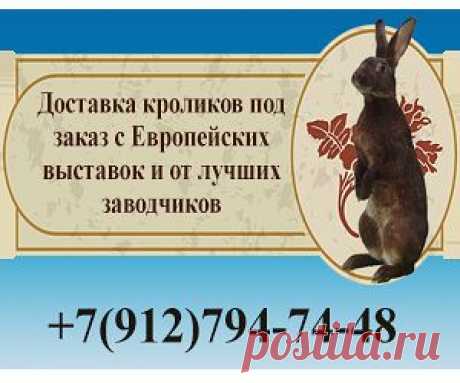 Племенные кролики из Европы. Лучшие породы на заказ