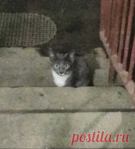 Котята в опасности! Нужна хотя бы передержка. 
Санкт-Петербург!НУЖНА ПЕРЕДЕРЖКА! КОТЯТА В ОПАСНОСТИ!SOS!!! Два маленьких котёнка, дымчатый и чёрный с белыми манишками, прячутся в подъезде жилого дома. Часть жильцов подкармливает котят, но остальн…