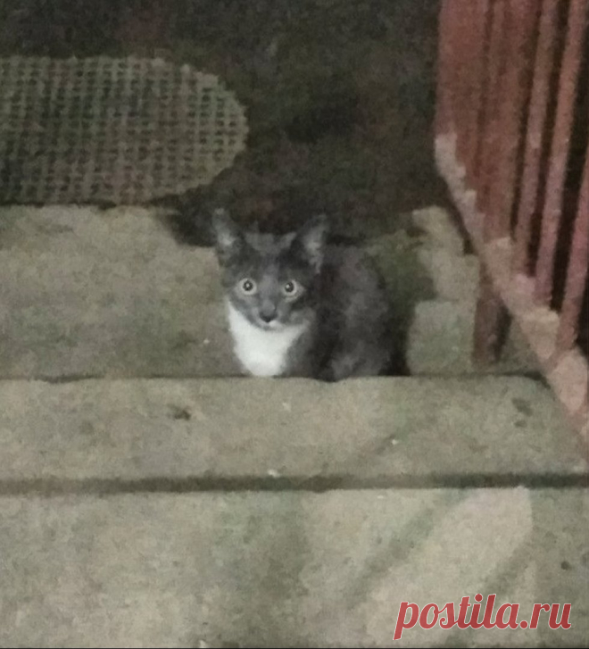 Котята в опасности! Нужна хотя бы передержка. 
Санкт-Петербург!НУЖНА ПЕРЕДЕРЖКА! КОТЯТА В ОПАСНОСТИ!SOS!!! Два маленьких котёнка, дымчатый и чёрный с белыми манишками, прячутся в подъезде жилого дома. Часть жильцов подкармливает котят, но остальн…