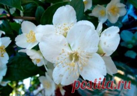 Жасмин комнатный Жасмин комнатный относят к вьющимся вечнозелёным кустарникам из семейства Маслиновых. Насчитывают около 200 видов растения. Его родиной являются тропики и субтропики. Три вида из них встречаются на Ка...