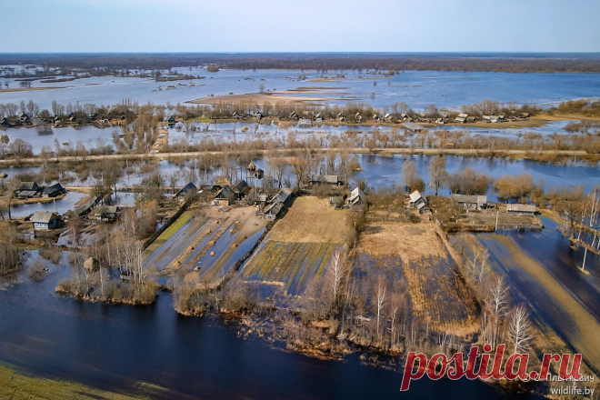 Море Геродота, или Как может разливаться река Припять