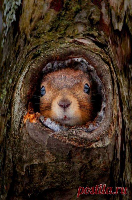 Осеннее настроение. Животные | Блогер Lizbeth на сайте SPLETNIK.RU 23 сентября 2016 | СПЛЕТНИК