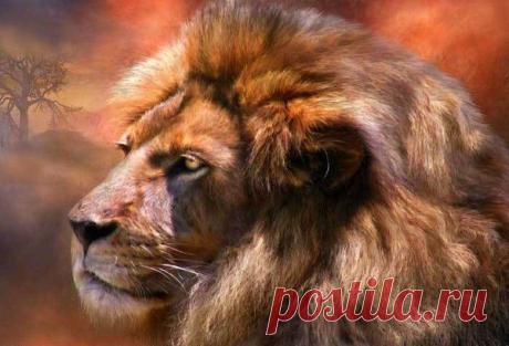 Фото Без названия. Альбом ЦАРЬ ЗВЕРЕЙ - 50 фото. Фотографии ⊰✿⊱ ОЛЬГА ⊰✿⊱.