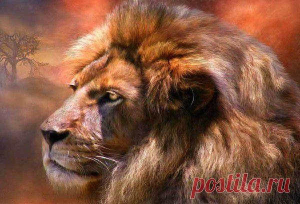 Фото Без названия. Альбом ЦАРЬ ЗВЕРЕЙ - 50 фото. Фотографии ⊰✿⊱ ОЛЬГА ⊰✿⊱.