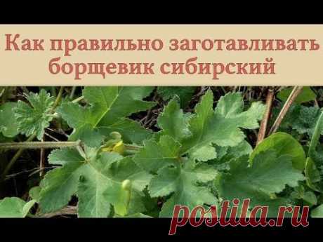 Как правильно заготавливать борщевик сибирский