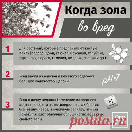Хоть зола и является "черным золотом" для дачника, существуют случаи, когда вносить ее не следует. | OK.RU