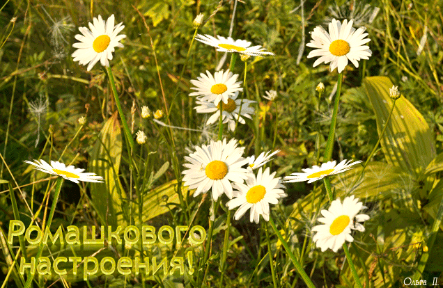 Разнотравье духмяное пряно, расстелило узорный ковёр... Художник Владимир Владимирович Куликов.