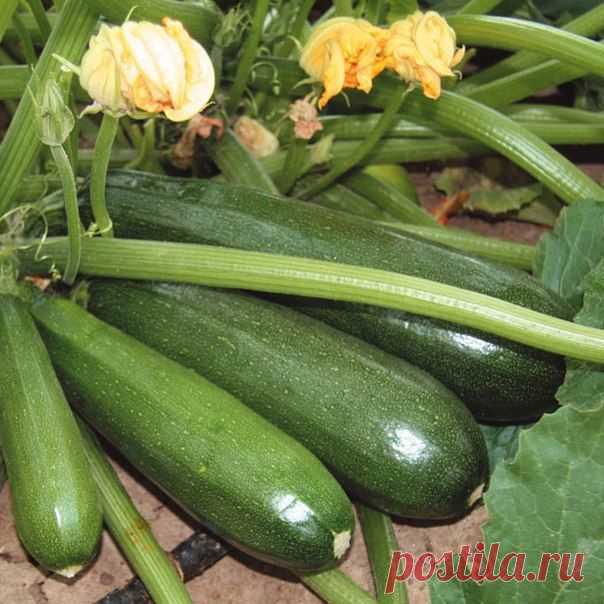 Дневник Зверобой