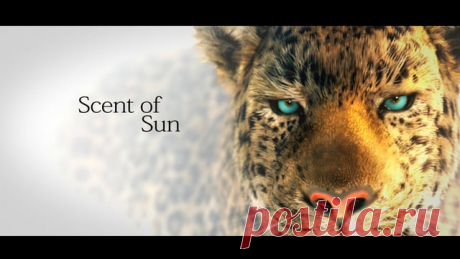 Scent of Sun
