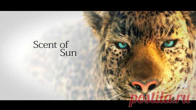 Scent of Sun