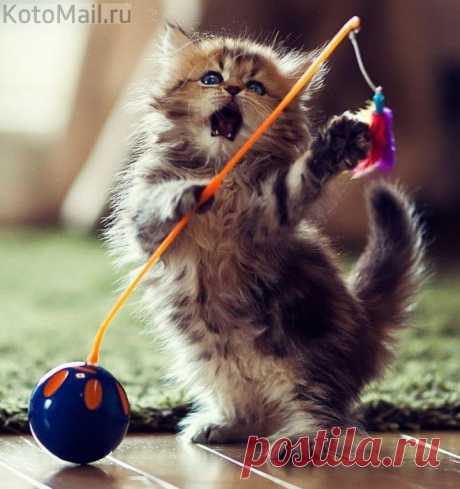 Игривый котейка