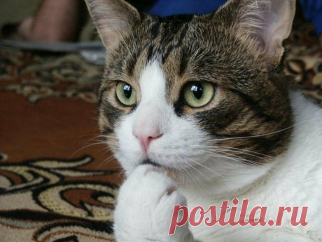 Пушистые мыслители. Подборка фотографий задумчивых котиков, которая наверняка поднимет вам настроение! | Позитив от Мяу | Яндекс Дзен
