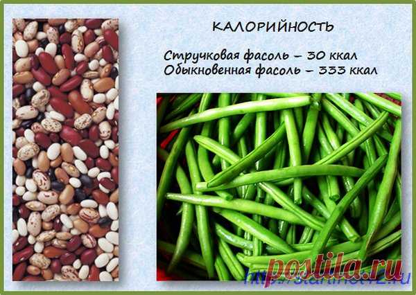 Полезные свойства стручковой фасоли: диетические рецепты