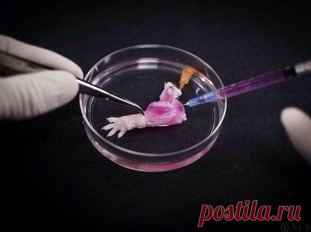 В июне этого года ученые Центра Регенеративной Медицины в штате Массачусетс вырастили первую живую крысиную ногу. Это означает -  прощай костыли и и протезы. Со временем, конечно. Но первый шаг сделан. / Интересное в IT