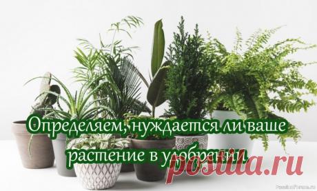 Определяем, нуждается ли ваше растение в удобрении Чтобы, в первую очередь, не навредить растению, нужно точно знать, нуждается ли оно в подкормке удобрениями вообще. Основным критерием заболевания растения или нехватки питательных веществ является его внешний вид. Именно по нему можно точно определить избыток или недостаток того или...
