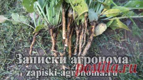 Как вырастить хрен &amp;bull; zapiski-agronoma.ru